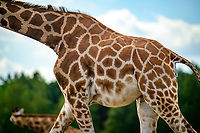 Nubian Giraffe - patterns, Beekse Bergen, Netherlands Note: this is a sub species of the Northern giraffe (Giraffa camelopardalis).<br />
https://www.jungledragon.com/image/137741/nubian_giraffe_-_closeup_beekse_bergen_netherlands.html<br />
https://www.jungledragon.com/image/137742/nubian_giraffe_beekse_bergen_netherlands.html Beekse Bergen,Europe,Giraffa camelopardalis camelopardalis,Netherlands,Nubian Giraffe,World
