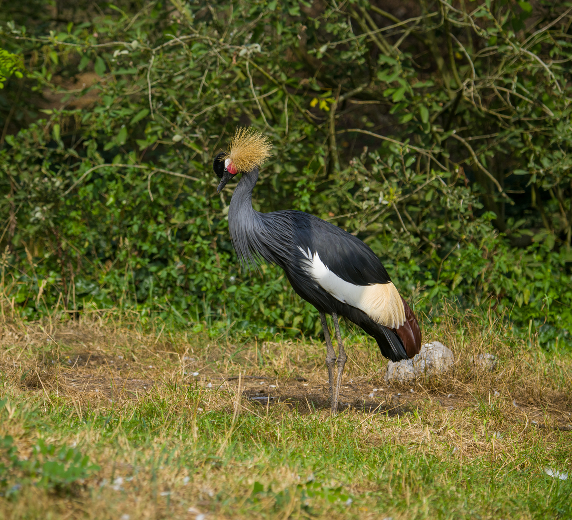 Grey crowned crane, Beekse Bergen, Netherlands  Balearica regulorum,Beekse Bergen,Europe,Grey crowned crane,Netherlands,World