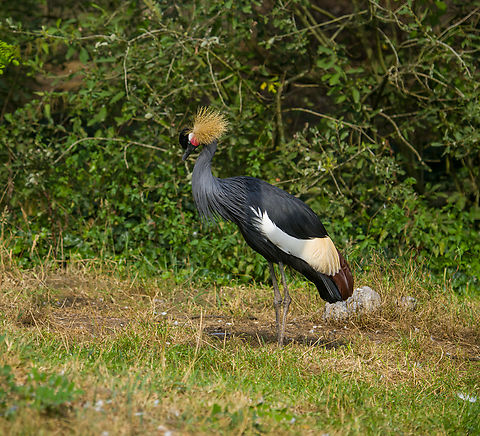 Grey crowned crane, Beekse Bergen, Netherlands  Balearica regulorum,Beekse Bergen,Europe,Grey crowned crane,Netherlands,World