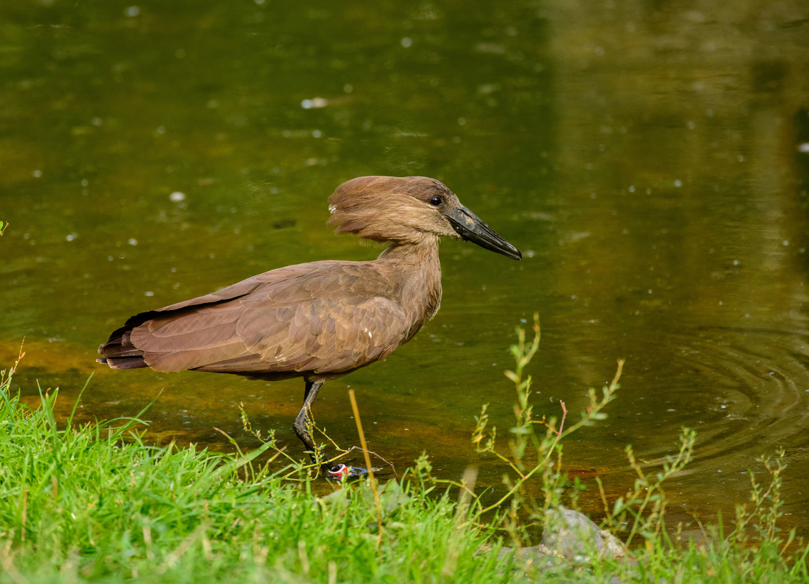Hamerkop, Beekse Bergen, Netherlands Known for making ridiculously oversized nests.<br />
<a href="https://en.wikipedia.org/wiki/Hamerkop#/media/File:Hammerkop_Nest_Kenya_2012.jpg" rel="nofollow">https://en.wikipedia.org/wiki/Hamerkop#/media/File:Hammerkop_Nest_Kenya_2012.jpg</a> Beekse Bergen,Europe,Hamerkop,Netherlands,Scopus umbretta,World