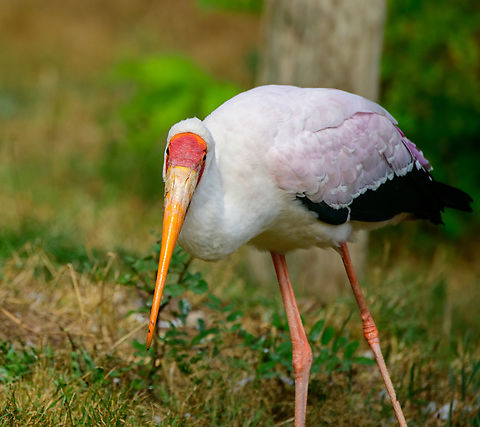 Yellow-billed Stork, Beekse Bergen, Netherlands  Beekse Bergen,Europe,Mycteria ibis,Netherlands,World,Yellow-billed stork