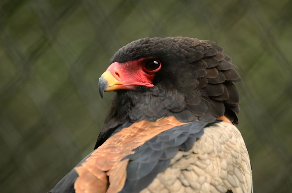 Bateleur A fascinating bird of prey in many ways. It has a very characteristic way of hunting, where it spirals down towards a prey. It isn&#039;t afraid to steal food from other birds of prey either. Bateleur,Birds,Eagle,Rhenen Zoo,Terathopius ecaudatus