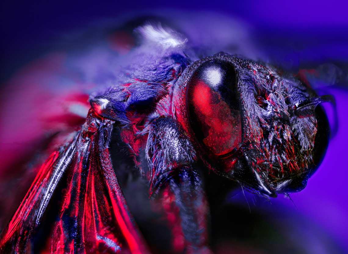 Xylocopa caerulea - sci-fi edition Consider this a non-serious "for fun" image. For this reason, I will not identify the species. This is just a test image from when I first added my continuous lights to my extreme macro setup, which is discussed at length here:<br />
<br />
<a href="https://ferdychristant.com/my-journey-into-extreme-macro-8ddef548e9f3" rel="nofollow">https://ferdychristant.com/my-journey-into-extreme-macro-8ddef548e9f3</a><br />
<br />
Said lights allow for all kinds of accessoiries, including color filters. As I have multiple lights, it becomes possible to create outrageous and extravagant images like this. In this case, one light serves as global illumination in blue (large diffuser) whilst a pin light (honeycomb) adds the red accent.<br />
<br />
The idea behind this one is a sci-fi movie poster kind of vibe, but admittedly execution is sloppy and the specimen was in a poor state.  Extreme Macro,Heesch