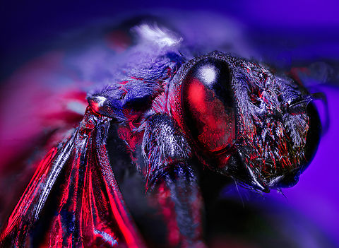 Xylocopa caerulea - sci-fi edition Consider this a non-serious "for fun" image. For this reason, I will not identify the species. This is just a test image from when I first added my continuous lights to my extreme macro setup, which is discussed at length here:

https://ferdychristant.com/my-journey-into-extreme-macro-8ddef548e9f3

Said lights allow for all kinds of accessoiries, including color filters. As I have multiple lights, it becomes possible to create outrageous and extravagant images like this. In this case, one light serves as global illumination in blue (large diffuser) whilst a pin light (honeycomb) adds the red accent.

The idea behind this one is a sci-fi movie poster kind of vibe, but admittedly execution is sloppy and the specimen was in a poor state.  Extreme Macro,Heesch