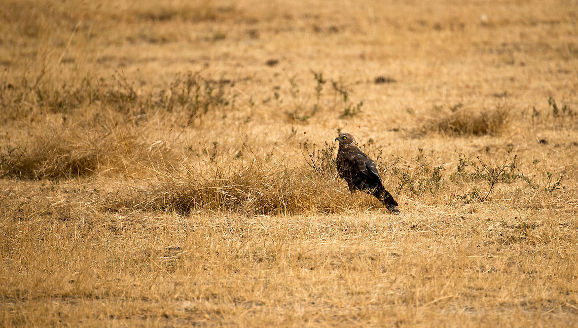 African Marsh Harrier at Ngorongoro crater floor My notes, largely based on our guide, state that this is a Lizard Buzzard, but looking into it now it doesn&#039;t resemble that species at all. Anybody know what bird this may be? It&#039;s mid-sized for a bird of prey, brown/black feathers and clear yellow eyes. Africa,African Marsh Harrier,Circus ranivorus,Ngorongoro,Ngorongoro Crater,Serengeti area,Tanzania