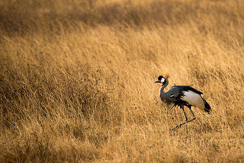 Grey-crowned Crane bird navigating the tall grass of the Ngorongoro crater floor.  Africa,Balearica regulorum,Grey Crowned Crane,Ngorongoro,Ngorongoro Crater,Serengeti area,Tanzania