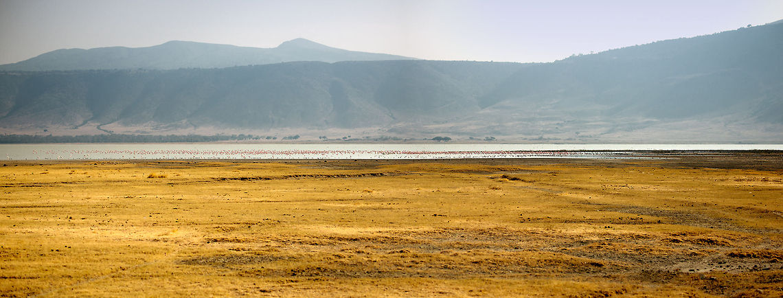 Flamingo lake in Ngorongoro crater When you think of it, geologically this is kind of a strange idea: a large lake inside a crater. The lake, however, is a key reason, and perhaps the only reason, that an ecosystem of carnivores and herbivores exist on the crater floor. And as you can see, the volcanic soil attracts many flamingo, who feed on the special algae that only grow in such volcanic waters.<br />
<br />
Note that as a photographer, you cant get much closer to the lake than this. You have to stay on the sand roads, a good thing me thinks. Africa,Geotagged,Ngorongoro,Ngorongoro Crater,Panorama,Serengeti area,Tanzania