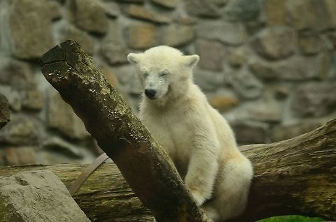 Young Polar Bear smirking To relax this young Polar Bear in the Rhenen zoo, I had to tell him a joke, which was much appreciated. Baby,Polar Bear,Rhenen Zoo,Ursus maritimus