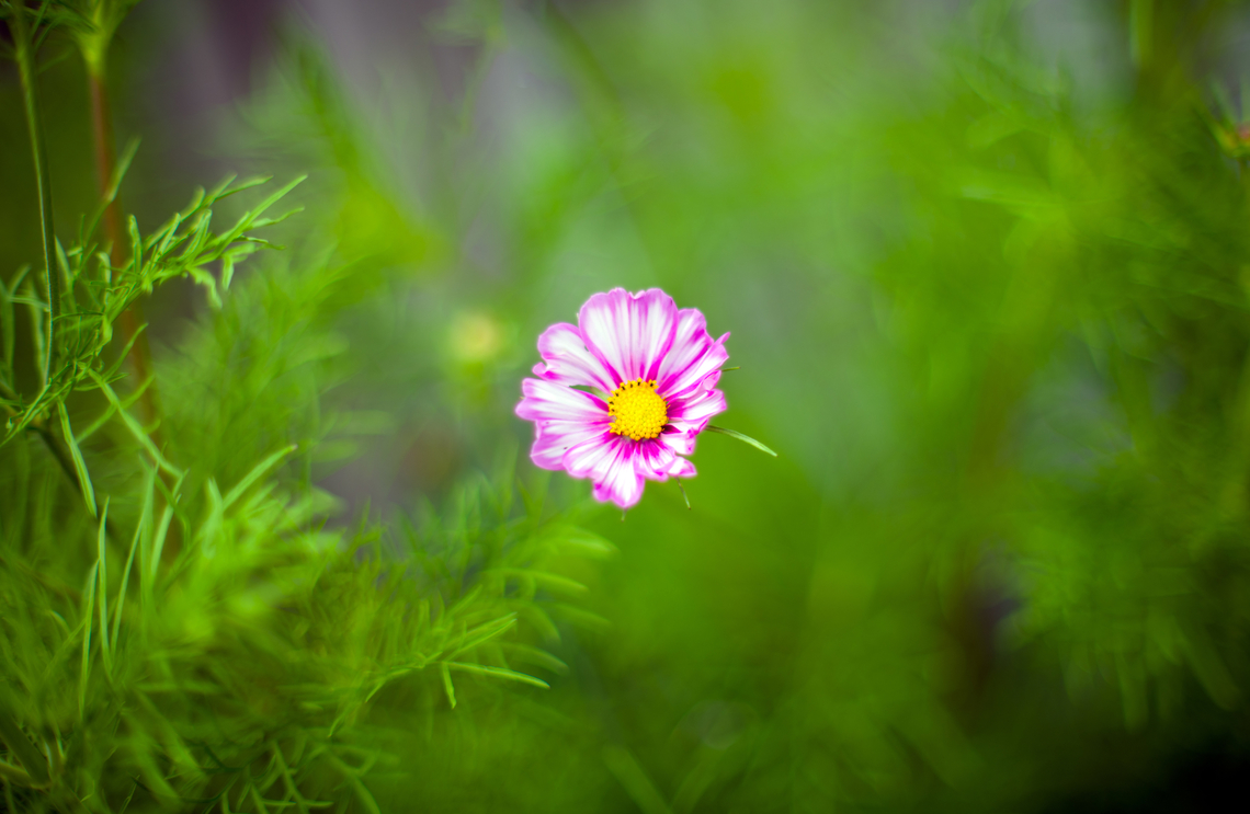 Garden Cosmos, Heesch, Netherlands This small little set from the garden is photographed using an unusual lens, a 50mm f/1.2:<br />
<br />
<a href="https://www.kenrockwell.com/nikon/50mm-f12.htm" rel="nofollow">https://www.kenrockwell.com/nikon/50mm-f12.htm</a><br />
<br />
It has been in production since 1978, so longer than me. It&#039;s a tiny metal tank with manual aperture and focus. A fun little lens to play around with. <br />
<br />
Other than age, the f/1.2 aperture is the really unusual part. Depth of field is extemely shallow, the lens is very fast, and focusing is very hard wide open. It also has a very particular bokeh that is both soft as well as a little chaotic. Parts in focus seem to &quot;glow&quot; a little.<br />
<br />
<figure class="photo"><a href="https://www.jungledragon.com/image/137936/mophead_hydrangea_heesch_netherlands.html" title="Mophead Hydrangea, Heesch, Netherlands"><img src="https://s3.amazonaws.com/media.jungledragon.com/images/2/137936_thumb.jpg?AWSAccessKeyId=05GMT0V3GWVNE7GGM1R2&Expires=1759968010&Signature=0y8KqOT56lxWuWCjJQFiycPJkfE%3D" width="144" height="152" alt="Mophead Hydrangea, Heesch, Netherlands This small little set from the garden is photographed using an unusual lens, a 50mm f/1.2:<br />
<br />
https://www.kenrockwell.com/nikon/50mm-f12.htm<br />
<br />
It has been in production since 1978, so longer than me. It&#039;s a tiny metal tank with manual aperture and focus. A fun little lens to play around with. <br />
<br />
Other than age, the f/1.2 aperture is the really unusual part. Depth of field is extemely shallow, the lens is very fast, and focusing is very hard wide open. It also has a very particular bokeh that is both soft as well as a little chaotic. Parts in focus seem to &quot;glow&quot; a little.<br />
<br />
https://www.jungledragon.com/image/137935/garden_cosmos_heesch_netherlands.html<br />
https://www.jungledragon.com/image/137937/indian_pokeweed_fruiting_heesch_netherlands.html<br />
https://www.jungledragon.com/image/137939/california_poppy_heesch_netherlands.html<br />
https://www.jungledragon.com/image/137940/california_poppy_-_side_view_heesch_netherlands.html Europe,Heesch,Hydrangea macrophylla,Mophead Hydrangea,Netherlands,World,f/1.2,the Netherlands" /></a></figure><br />
<figure class="photo"><a href="https://www.jungledragon.com/image/137937/indian_pokeweed_fruiting_heesch_netherlands.html" title="Indian pokeweed fruiting, Heesch, Netherlands"><img src="https://s3.amazonaws.com/media.jungledragon.com/images/2/137937_thumb.jpg?AWSAccessKeyId=05GMT0V3GWVNE7GGM1R2&Expires=1759968010&Signature=C3DMoJySbzC9b3yg3q2C18FW%2B%2Bg%3D" width="102" height="152" alt="Indian pokeweed fruiting, Heesch, Netherlands This small little set from the garden is photographed using an unusual lens, a 50mm f/1.2:<br />
<br />
https://www.kenrockwell.com/nikon/50mm-f12.htm<br />
<br />
It has been in production since 1978, so longer than me. It&#039;s a tiny metal tank with manual aperture and focus. A fun little lens to play around with. <br />
<br />
Other than age, the f/1.2 aperture is the really unusual part. Depth of field is extemely shallow, the lens is very fast, and focusing is very hard wide open. It also has a very particular bokeh that is both soft as well as a little chaotic. Parts in focus seem to &quot;glow&quot; a little.<br />
<br />
https://www.jungledragon.com/image/137935/garden_cosmos_heesch_netherlands.html<br />
https://www.jungledragon.com/image/137936/mophead_hydrangea_heesch_netherlands.html<br />
https://www.jungledragon.com/image/137939/california_poppy_heesch_netherlands.html<br />
https://www.jungledragon.com/image/137940/california_poppy_-_side_view_heesch_netherlands.html Europe,Heesch,Indian pokeweed,Netherlands,Phytolacca acinosa,World,f/1.2,the Netherlands" /></a></figure><br />
<figure class="photo"><a href="https://www.jungledragon.com/image/137939/california_poppy_heesch_netherlands.html" title="California Poppy, Heesch, Netherlands"><img src="https://s3.amazonaws.com/media.jungledragon.com/images/2/137939_thumb.jpg?AWSAccessKeyId=05GMT0V3GWVNE7GGM1R2&Expires=1759968010&Signature=oandmh4gqfoC5uMy4NkvcK8b%2B30%3D" width="200" height="168" alt="California Poppy, Heesch, Netherlands This small little set from the garden is photographed using an unusual lens, a 50mm f/1.2:<br />
<br />
https://www.kenrockwell.com/nikon/50mm-f12.htm<br />
<br />
It has been in production since 1978, so longer than me. It&#039;s a tiny metal tank with manual aperture and focus. A fun little lens to play around with. <br />
<br />
Other than age, the f/1.2 aperture is the really unusual part. Depth of field is extemely shallow, the lens is very fast, and focusing is very hard wide open. It also has a very particular bokeh that is both soft as well as a little chaotic. Parts in focus seem to &quot;glow&quot; a little.<br />
<br />
https://www.jungledragon.com/image/137935/garden_cosmos_heesch_netherlands.html<br />
https://www.jungledragon.com/image/137936/mophead_hydrangea_heesch_netherlands.html<br />
https://www.jungledragon.com/image/137937/indian_pokeweed_fruiting_heesch_netherlands.html<br />
https://www.jungledragon.com/image/137940/california_poppy_-_side_view_heesch_netherlands.html California Poppy,Eschscholzia californica,Europe,Heesch,Netherlands,World,f/1.2,the Netherlands" /></a></figure><br />
<figure class="photo"><a href="https://www.jungledragon.com/image/137940/california_poppy_-_side_view_heesch_netherlands.html" title="California Poppy - side view, Heesch, Netherlands"><img src="https://s3.amazonaws.com/media.jungledragon.com/images/2/137940_thumb.jpg?AWSAccessKeyId=05GMT0V3GWVNE7GGM1R2&Expires=1759968010&Signature=0jJNU3Vu6NsnPhFKhwR3uCNGkCg%3D" width="132" height="152" alt="California Poppy - side view, Heesch, Netherlands This small little set from the garden is photographed using an unusual lens, a 50mm f/1.2:<br />
<br />
https://www.kenrockwell.com/nikon/50mm-f12.htm<br />
<br />
It has been in production since 1978, so longer than me. It&#039;s a tiny metal tank with manual aperture and focus. A fun little lens to play around with. <br />
<br />
Other than age, the f/1.2 aperture is the really unusual part. Depth of field is extemely shallow, the lens is very fast, and focusing is very hard wide open. It also has a very particular bokeh that is both soft as well as a little chaotic. Parts in focus seem to &quot;glow&quot; a little.<br />
<br />
https://www.jungledragon.com/image/137935/garden_cosmos_heesch_netherlands.html<br />
https://www.jungledragon.com/image/137936/mophead_hydrangea_heesch_netherlands.html<br />
https://www.jungledragon.com/image/137937/indian_pokeweed_fruiting_heesch_netherlands.html<br />
https://www.jungledragon.com/image/137939/california_poppy_heesch_netherlands.html California Poppy,Eschscholzia californica,Europe,Heesch,Netherlands,World,f/1.2,the Netherlands" /></a></figure> Cosmos bipinnatus,Europe,Garden Cosmos,Heesch,Netherlands,World,f/1.2,the Netherlands