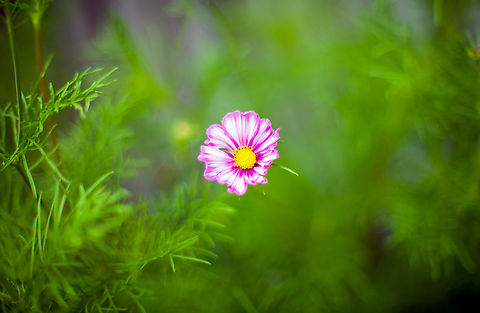 Garden Cosmos, Heesch, Netherlands This small little set from the garden is photographed using an unusual lens, a 50mm f/1.2:

https://www.kenrockwell.com/nikon/50mm-f12.htm

It has been in production since 1978, so longer than me. It's a tiny metal tank with manual aperture and focus. A fun little lens to play around with. 

Other than age, the f/1.2 aperture is the really unusual part. Depth of field is extemely shallow, the lens is very fast, and focusing is very hard wide open. It also has a very particular bokeh that is both soft as well as a little chaotic. Parts in focus seem to "glow" a little.

https://www.jungledragon.com/image/137936/mophead_hydrangea_heesch_netherlands.html
https://www.jungledragon.com/image/137937/indian_pokeweed_fruiting_heesch_netherlands.html
https://www.jungledragon.com/image/137939/california_poppy_heesch_netherlands.html
https://www.jungledragon.com/image/137940/california_poppy_-_side_view_heesch_netherlands.html Cosmos bipinnatus,Europe,Garden Cosmos,Heesch,Netherlands,World,f/1.2,the Netherlands