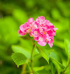 Mophead Hydrangea, Heesch, Netherlands This small little set from the garden is photographed using an unusual lens, a 50mm f/1.2:<br />
<br />
https://www.kenrockwell.com/nikon/50mm-f12.htm<br />
<br />
It has been in production since 1978, so longer than me. It's a tiny metal tank with manual aperture and focus. A fun little lens to play around with. <br />
<br />
Other than age, the f/1.2 aperture is the really unusual part. Depth of field is extemely shallow, the lens is very fast, and focusing is very hard wide open. It also has a very particular bokeh that is both soft as well as a little chaotic. Parts in focus seem to "glow" a little.<br />
<br />
https://www.jungledragon.com/image/137935/garden_cosmos_heesch_netherlands.html<br />
https://www.jungledragon.com/image/137937/indian_pokeweed_fruiting_heesch_netherlands.html<br />
https://www.jungledragon.com/image/137939/california_poppy_heesch_netherlands.html<br />
https://www.jungledragon.com/image/137940/california_poppy_-_side_view_heesch_netherlands.html Europe,Heesch,Hydrangea macrophylla,Mophead Hydrangea,Netherlands,World,f/1.2,the Netherlands