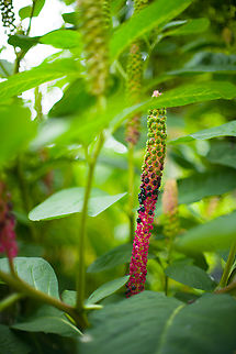 Indian pokeweed fruiting, Heesch, Netherlands This small little set from the garden is photographed using an unusual lens, a 50mm f/1.2:

https://www.kenrockwell.com/nikon/50mm-f12.htm

It has been in production since 1978, so longer than me. It's a tiny metal tank with manual aperture and focus. A fun little lens to play around with. 

Other than age, the f/1.2 aperture is the really unusual part. Depth of field is extemely shallow, the lens is very fast, and focusing is very hard wide open. It also has a very particular bokeh that is both soft as well as a little chaotic. Parts in focus seem to "glow" a little.

https://www.jungledragon.com/image/137935/garden_cosmos_heesch_netherlands.html
https://www.jungledragon.com/image/137936/mophead_hydrangea_heesch_netherlands.html
https://www.jungledragon.com/image/137939/california_poppy_heesch_netherlands.html
https://www.jungledragon.com/image/137940/california_poppy_-_side_view_heesch_netherlands.html Europe,Heesch,Indian pokeweed,Netherlands,Phytolacca acinosa,World,f/1.2,the Netherlands