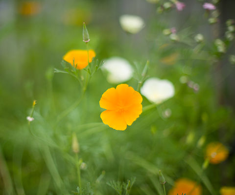 California Poppy, Heesch, Netherlands This small little set from the garden is photographed using an unusual lens, a 50mm f/1.2:

https://www.kenrockwell.com/nikon/50mm-f12.htm

It has been in production since 1978, so longer than me. It's a tiny metal tank with manual aperture and focus. A fun little lens to play around with. 

Other than age, the f/1.2 aperture is the really unusual part. Depth of field is extemely shallow, the lens is very fast, and focusing is very hard wide open. It also has a very particular bokeh that is both soft as well as a little chaotic. Parts in focus seem to "glow" a little.

https://www.jungledragon.com/image/137935/garden_cosmos_heesch_netherlands.html
https://www.jungledragon.com/image/137936/mophead_hydrangea_heesch_netherlands.html
https://www.jungledragon.com/image/137937/indian_pokeweed_fruiting_heesch_netherlands.html
https://www.jungledragon.com/image/137940/california_poppy_-_side_view_heesch_netherlands.html California Poppy,Eschscholzia californica,Europe,Heesch,Netherlands,World,f/1.2,the Netherlands