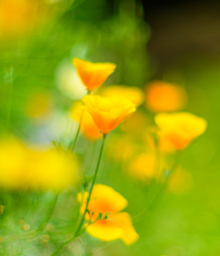 California Poppy - side view, Heesch, Netherlands This small little set from the garden is photographed using an unusual lens, a 50mm f/1.2:<br />
<br />
<a href="https://www.kenrockwell.com/nikon/50mm-f12.htm" rel="nofollow">https://www.kenrockwell.com/nikon/50mm-f12.htm</a><br />
<br />
It has been in production since 1978, so longer than me. It&#039;s a tiny metal tank with manual aperture and focus. A fun little lens to play around with. <br />
<br />
Other than age, the f/1.2 aperture is the really unusual part. Depth of field is extemely shallow, the lens is very fast, and focusing is very hard wide open. It also has a very particular bokeh that is both soft as well as a little chaotic. Parts in focus seem to &quot;glow&quot; a little.<br />
<br />
<figure class="photo"><a href="https://www.jungledragon.com/image/137935/garden_cosmos_heesch_netherlands.html" title="Garden Cosmos, Heesch, Netherlands"><img src="https://s3.amazonaws.com/media.jungledragon.com/images/2/137935_thumb.jpg?AWSAccessKeyId=05GMT0V3GWVNE7GGM1R2&Expires=1759968010&Signature=PEX08NLY5o9csrAsjBYu9Ti%2F0Io%3D" width="200" height="132" alt="Garden Cosmos, Heesch, Netherlands This small little set from the garden is photographed using an unusual lens, a 50mm f/1.2:<br />
<br />
https://www.kenrockwell.com/nikon/50mm-f12.htm<br />
<br />
It has been in production since 1978, so longer than me. It&#039;s a tiny metal tank with manual aperture and focus. A fun little lens to play around with. <br />
<br />
Other than age, the f/1.2 aperture is the really unusual part. Depth of field is extemely shallow, the lens is very fast, and focusing is very hard wide open. It also has a very particular bokeh that is both soft as well as a little chaotic. Parts in focus seem to &quot;glow&quot; a little.<br />
<br />
https://www.jungledragon.com/image/137936/mophead_hydrangea_heesch_netherlands.html<br />
https://www.jungledragon.com/image/137937/indian_pokeweed_fruiting_heesch_netherlands.html<br />
https://www.jungledragon.com/image/137939/california_poppy_heesch_netherlands.html<br />
https://www.jungledragon.com/image/137940/california_poppy_-_side_view_heesch_netherlands.html Cosmos bipinnatus,Europe,Garden Cosmos,Heesch,Netherlands,World,f/1.2,the Netherlands" /></a></figure><br />
<figure class="photo"><a href="https://www.jungledragon.com/image/137936/mophead_hydrangea_heesch_netherlands.html" title="Mophead Hydrangea, Heesch, Netherlands"><img src="https://s3.amazonaws.com/media.jungledragon.com/images/2/137936_thumb.jpg?AWSAccessKeyId=05GMT0V3GWVNE7GGM1R2&Expires=1759968010&Signature=0y8KqOT56lxWuWCjJQFiycPJkfE%3D" width="144" height="152" alt="Mophead Hydrangea, Heesch, Netherlands This small little set from the garden is photographed using an unusual lens, a 50mm f/1.2:<br />
<br />
https://www.kenrockwell.com/nikon/50mm-f12.htm<br />
<br />
It has been in production since 1978, so longer than me. It&#039;s a tiny metal tank with manual aperture and focus. A fun little lens to play around with. <br />
<br />
Other than age, the f/1.2 aperture is the really unusual part. Depth of field is extemely shallow, the lens is very fast, and focusing is very hard wide open. It also has a very particular bokeh that is both soft as well as a little chaotic. Parts in focus seem to &quot;glow&quot; a little.<br />
<br />
https://www.jungledragon.com/image/137935/garden_cosmos_heesch_netherlands.html<br />
https://www.jungledragon.com/image/137937/indian_pokeweed_fruiting_heesch_netherlands.html<br />
https://www.jungledragon.com/image/137939/california_poppy_heesch_netherlands.html<br />
https://www.jungledragon.com/image/137940/california_poppy_-_side_view_heesch_netherlands.html Europe,Heesch,Hydrangea macrophylla,Mophead Hydrangea,Netherlands,World,f/1.2,the Netherlands" /></a></figure><br />
<figure class="photo"><a href="https://www.jungledragon.com/image/137937/indian_pokeweed_fruiting_heesch_netherlands.html" title="Indian pokeweed fruiting, Heesch, Netherlands"><img src="https://s3.amazonaws.com/media.jungledragon.com/images/2/137937_thumb.jpg?AWSAccessKeyId=05GMT0V3GWVNE7GGM1R2&Expires=1759968010&Signature=C3DMoJySbzC9b3yg3q2C18FW%2B%2Bg%3D" width="102" height="152" alt="Indian pokeweed fruiting, Heesch, Netherlands This small little set from the garden is photographed using an unusual lens, a 50mm f/1.2:<br />
<br />
https://www.kenrockwell.com/nikon/50mm-f12.htm<br />
<br />
It has been in production since 1978, so longer than me. It&#039;s a tiny metal tank with manual aperture and focus. A fun little lens to play around with. <br />
<br />
Other than age, the f/1.2 aperture is the really unusual part. Depth of field is extemely shallow, the lens is very fast, and focusing is very hard wide open. It also has a very particular bokeh that is both soft as well as a little chaotic. Parts in focus seem to &quot;glow&quot; a little.<br />
<br />
https://www.jungledragon.com/image/137935/garden_cosmos_heesch_netherlands.html<br />
https://www.jungledragon.com/image/137936/mophead_hydrangea_heesch_netherlands.html<br />
https://www.jungledragon.com/image/137939/california_poppy_heesch_netherlands.html<br />
https://www.jungledragon.com/image/137940/california_poppy_-_side_view_heesch_netherlands.html Europe,Heesch,Indian pokeweed,Netherlands,Phytolacca acinosa,World,f/1.2,the Netherlands" /></a></figure><br />
<figure class="photo"><a href="https://www.jungledragon.com/image/137939/california_poppy_heesch_netherlands.html" title="California Poppy, Heesch, Netherlands"><img src="https://s3.amazonaws.com/media.jungledragon.com/images/2/137939_thumb.jpg?AWSAccessKeyId=05GMT0V3GWVNE7GGM1R2&Expires=1759968010&Signature=oandmh4gqfoC5uMy4NkvcK8b%2B30%3D" width="200" height="168" alt="California Poppy, Heesch, Netherlands This small little set from the garden is photographed using an unusual lens, a 50mm f/1.2:<br />
<br />
https://www.kenrockwell.com/nikon/50mm-f12.htm<br />
<br />
It has been in production since 1978, so longer than me. It&#039;s a tiny metal tank with manual aperture and focus. A fun little lens to play around with. <br />
<br />
Other than age, the f/1.2 aperture is the really unusual part. Depth of field is extemely shallow, the lens is very fast, and focusing is very hard wide open. It also has a very particular bokeh that is both soft as well as a little chaotic. Parts in focus seem to &quot;glow&quot; a little.<br />
<br />
https://www.jungledragon.com/image/137935/garden_cosmos_heesch_netherlands.html<br />
https://www.jungledragon.com/image/137936/mophead_hydrangea_heesch_netherlands.html<br />
https://www.jungledragon.com/image/137937/indian_pokeweed_fruiting_heesch_netherlands.html<br />
https://www.jungledragon.com/image/137940/california_poppy_-_side_view_heesch_netherlands.html California Poppy,Eschscholzia californica,Europe,Heesch,Netherlands,World,f/1.2,the Netherlands" /></a></figure> California Poppy,Eschscholzia californica,Europe,Heesch,Netherlands,World,f/1.2,the Netherlands