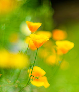 California Poppy - side view, Heesch, Netherlands This small little set from the garden is photographed using an unusual lens, a 50mm f/1.2:

https://www.kenrockwell.com/nikon/50mm-f12.htm

It has been in production since 1978, so longer than me. It's a tiny metal tank with manual aperture and focus. A fun little lens to play around with. 

Other than age, the f/1.2 aperture is the really unusual part. Depth of field is extemely shallow, the lens is very fast, and focusing is very hard wide open. It also has a very particular bokeh that is both soft as well as a little chaotic. Parts in focus seem to "glow" a little.

https://www.jungledragon.com/image/137935/garden_cosmos_heesch_netherlands.html
https://www.jungledragon.com/image/137936/mophead_hydrangea_heesch_netherlands.html
https://www.jungledragon.com/image/137937/indian_pokeweed_fruiting_heesch_netherlands.html
https://www.jungledragon.com/image/137939/california_poppy_heesch_netherlands.html California Poppy,Eschscholzia californica,Europe,Heesch,Netherlands,World,f/1.2,the Netherlands