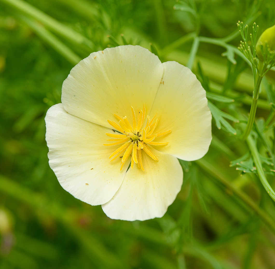 California Poppy - flower, Heesch, Netherlands Cultivated.<br />
<figure class="photo"><a href="https://www.jungledragon.com/image/137947/california_poppy_orang_heesch_netherlands.html" title="California Poppy (orang), Heesch, Netherlands"><img src="https://s3.amazonaws.com/media.jungledragon.com/images/2/137947_thumb.jpg?AWSAccessKeyId=05GMT0V3GWVNE7GGM1R2&Expires=1759968010&Signature=uJGa8uaqmmZhm6vMTUyKzNpbtwY%3D" width="200" height="192" alt="California Poppy (orang), Heesch, Netherlands https://www.jungledragon.com/image/137941/california_poppy_-_flower_heesch_netherlands.html California Poppy,Eschscholzia californica,Europe,Heesch,Netherlands,World,the Netherlands" /></a></figure> California Poppy,Eschscholzia californica,Europe,Heesch,Netherlands,World,the Netherlands