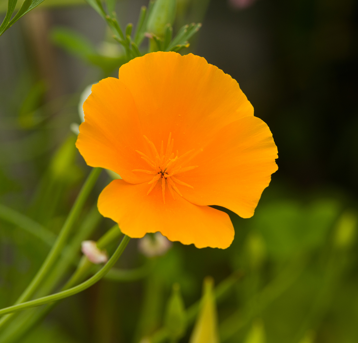 California Poppy (orang), Heesch, Netherlands <figure class="photo"><a href="https://www.jungledragon.com/image/137941/california_poppy_-_flower_heesch_netherlands.html" title="California Poppy - flower, Heesch, Netherlands"><img src="https://s3.amazonaws.com/media.jungledragon.com/images/2/137941_thumb.jpg?AWSAccessKeyId=05GMT0V3GWVNE7GGM1R2&Expires=1767225610&Signature=jyyz1%2FQp%2Fl4gJIlOOMZfHFhDwbE%3D" width="200" height="196" alt="California Poppy - flower, Heesch, Netherlands Cultivated.<br />
https://www.jungledragon.com/image/137947/california_poppy_orang_heesch_netherlands.html California Poppy,Eschscholzia californica,Europe,Heesch,Netherlands,World,the Netherlands" /></a></figure> California Poppy,Eschscholzia californica,Europe,Heesch,Netherlands,World,the Netherlands