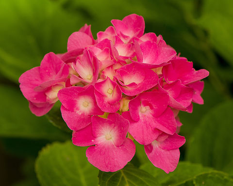 Hydrangea macrophylla, Heesch, Netherlands  Europe,Heesch,Hydrangea macrophylla,Mophead Hydrangea,Netherlands,World,the Netherlands