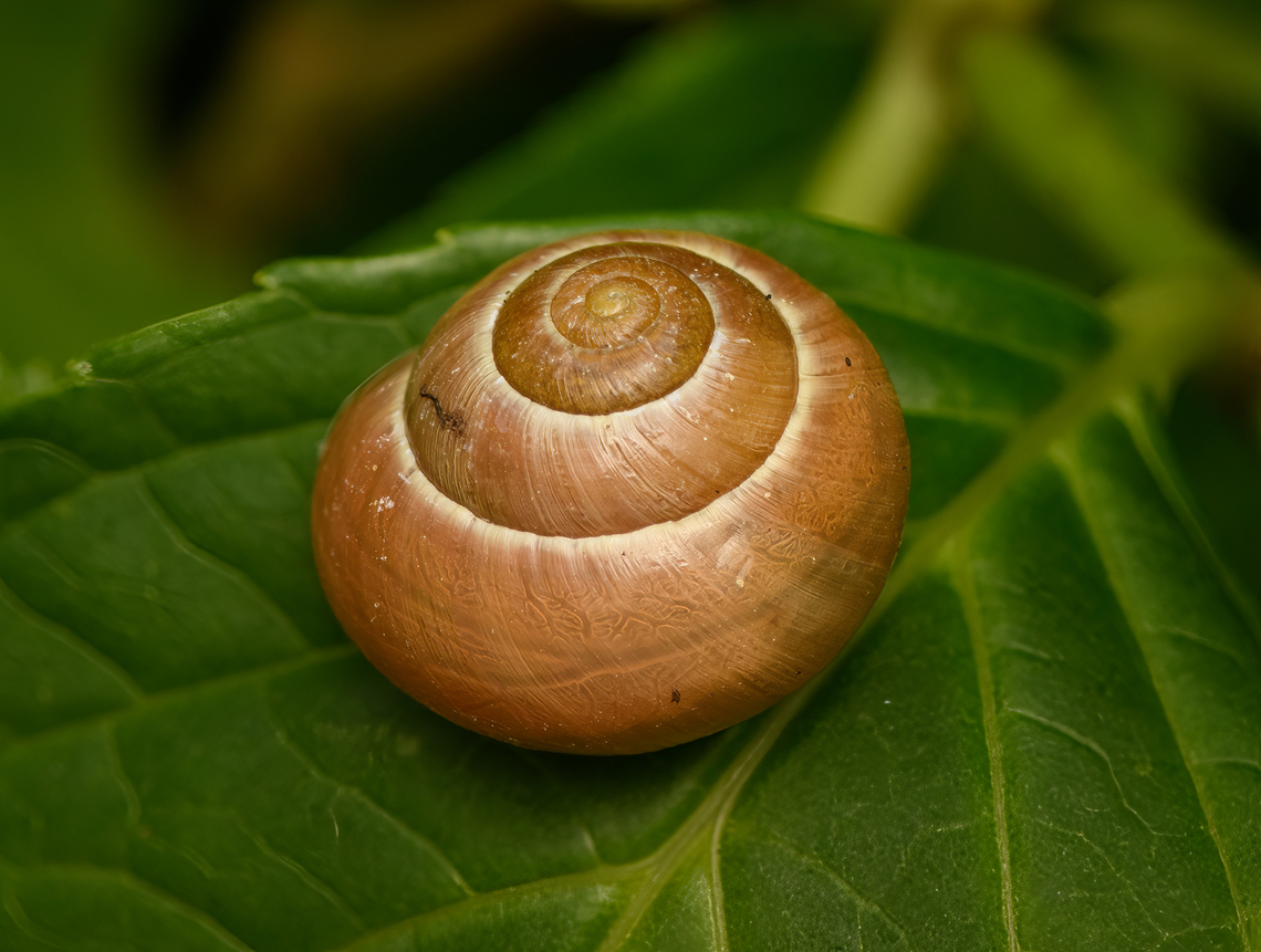 Brown-lipped Snail, Heesch, Netherlands  Cepaea nemoralis,Europe,Grove snail,Heesch,Netherlands,World,the Netherlands