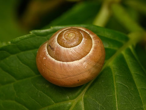 Brown-lipped Snail, Heesch, Netherlands  Cepaea nemoralis,Europe,Grove snail,Heesch,Netherlands,World,the Netherlands