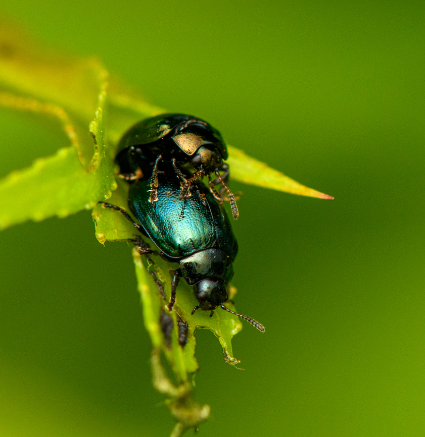 Willow Leaf Beetle, Heesch, Netherlands Lifecycle description says adults freshly emerge Mid July. This was taken July 15, so it looks like these adults don't waste any time. Europe,Heesch,Netherlands,Plagiodera versicolora,Willow Leaf Beetle,World,the Netherlands