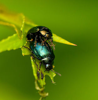 Willow Leaf Beetle, Heesch, Netherlands Lifecycle description says adults freshly emerge Mid July. This was taken July 15, so it looks like these adults don't waste any time. Europe,Heesch,Netherlands,Plagiodera versicolora,Willow Leaf Beetle,World,the Netherlands
