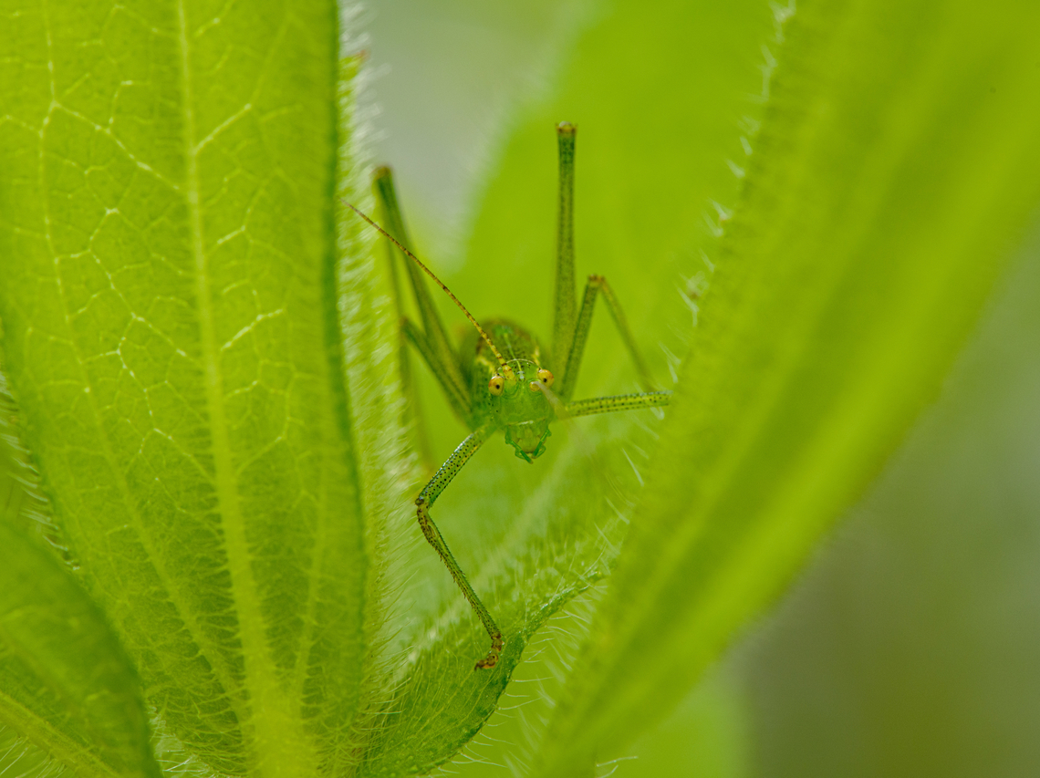 Speckled bush-cricket, Heesch, Netherlands  Europe,Heesch,Leptophyes punctatissima,Netherlands,Speckled bush-cricket,World,the Netherlands