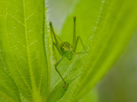 Speckled bush-cricket, Heesch, Netherlands  Europe,Heesch,Leptophyes punctatissima,Netherlands,Speckled bush-cricket,World,the Netherlands