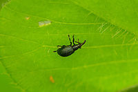 Perapion violaceum (crop), Heesch, Netherlands Context:<br />
https://www.jungledragon.com/image/137955/perapion_violaceum_heesch_netherlands.html Apion violaceum,Europe,Heesch,Netherlands,Perapion violaceum,World,the Netherlands