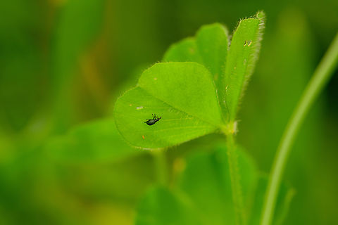 Perapion violaceum, Heesch, Netherlands Very tiny weevil.
https://www.jungledragon.com/image/137954/perapion_violaceum_crop_heesch_netherlands.html Apion violaceum,Europe,Heesch,Netherlands,Perapion violaceum,World,the Netherlands