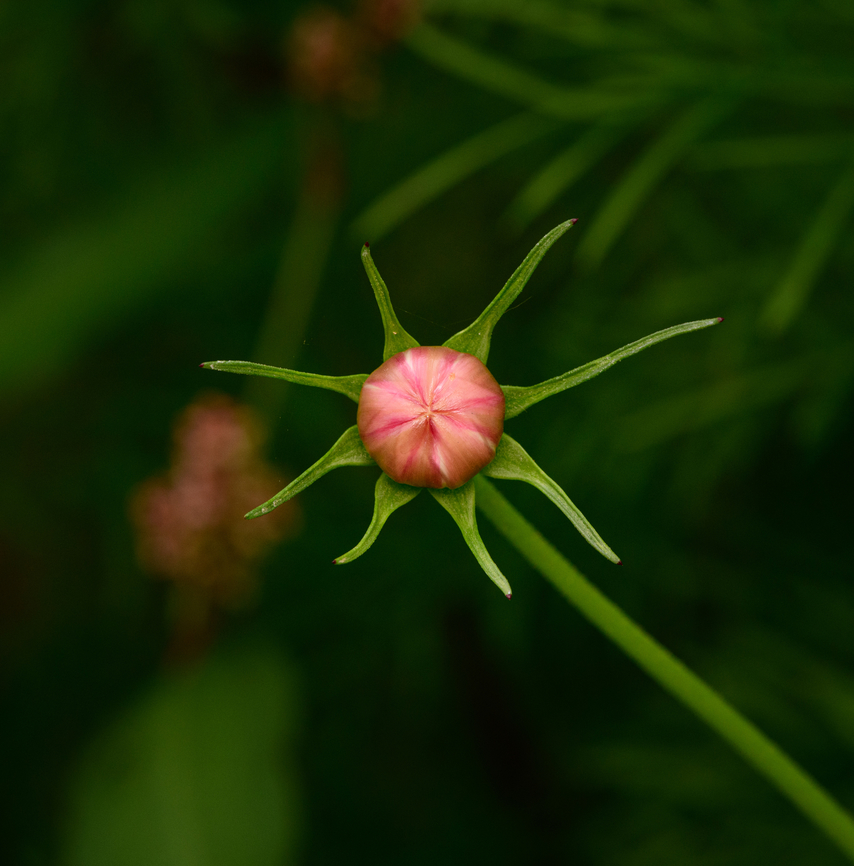 Cosmos before blooming, Heesch, Netherlands  Cosmos bipinnatus,Europe,Garden Cosmos,Heesch,Netherlands,World,the Netherlands