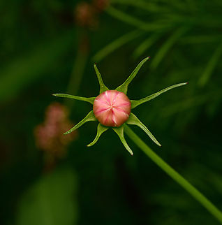 Cosmos before blooming, Heesch, Netherlands  Cosmos bipinnatus,Europe,Garden Cosmos,Heesch,Netherlands,World,the Netherlands