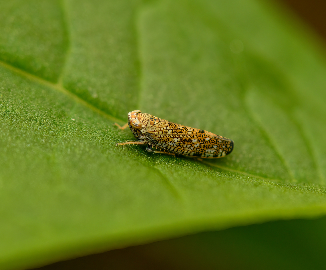 Japanese/Mosaic leafhopper, Heesch, Netherlands  Europe,Heesch,Mosaic leafhopper,Netherlands,Orientus ishidae,World,the Netherlands