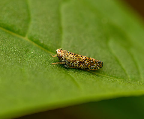 Japanese/Mosaic leafhopper, Heesch, Netherlands  Europe,Heesch,Mosaic leafhopper,Netherlands,Orientus ishidae,World,the Netherlands
