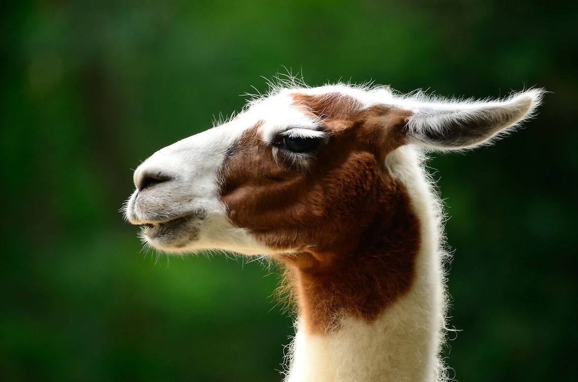 White Llama head closeup Witness the beauty of a seemingly common animal. This white Llama with brown skin patterns was captured in the Rhenen zoo, the Netherlands. Lama glama,Llama