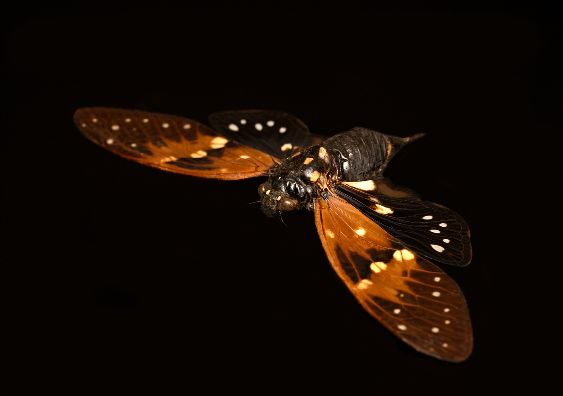 Ambragaeana ambra - diagonal, Heesch, Netherlands Specimen, originally from Thailand.<br />
<figure class="photo"><a href="https://www.jungledragon.com/image/138027/ambragaeana_ambra_-_underside_heesch_netherlands.html" title="Ambragaeana ambra - underside, Heesch, Netherlands"><img src="https://s3.amazonaws.com/media.jungledragon.com/images/2/138027_thumb.jpg?AWSAccessKeyId=05GMT0V3GWVNE7GGM1R2&Expires=1767225610&Signature=tAV9Cu6XqPecgcw4g7tBeWPQcgI%3D" width="200" height="134" alt="Ambragaeana ambra - underside, Heesch, Netherlands Specimen, originally from Thailand.<br />
https://www.jungledragon.com/image/138026/ambragaeana_ambra_heesch_netherlands.html<br />
https://www.jungledragon.com/image/138024/ambragaeana_ambra_-_diagonal_heesch_netherlands.html<br />
https://www.jungledragon.com/image/138025/ambragaeana_ambra_-_wing_pair_heesch_netherlands.html Ambragaeana ambra,Europe,Heesch,Netherlands,World,the Netherlands" /></a></figure><br />
<figure class="photo"><a href="https://www.jungledragon.com/image/138026/ambragaeana_ambra_heesch_netherlands.html" title="Ambragaeana ambra, Heesch, Netherlands"><img src="https://s3.amazonaws.com/media.jungledragon.com/images/2/138026_thumb.jpg?AWSAccessKeyId=05GMT0V3GWVNE7GGM1R2&Expires=1767225610&Signature=ws0DccG5kCsgua2ApVaAklk0O2k%3D" width="200" height="134" alt="Ambragaeana ambra, Heesch, Netherlands Specimen, originally from Thailand.<br />
https://www.jungledragon.com/image/138027/ambragaeana_ambra_-_underside_heesch_netherlands.html<br />
https://www.jungledragon.com/image/138024/ambragaeana_ambra_-_diagonal_heesch_netherlands.html<br />
https://www.jungledragon.com/image/138025/ambragaeana_ambra_-_wing_pair_heesch_netherlands.html Ambragaeana ambra,Europe,Heesch,Netherlands,World,the Netherlands" /></a></figure><br />
<figure class="photo"><a href="https://www.jungledragon.com/image/138025/ambragaeana_ambra_-_wing_pair_heesch_netherlands.html" title="Ambragaeana ambra - wing pair, Heesch, Netherlands"><img src="https://s3.amazonaws.com/media.jungledragon.com/images/2/138025_thumb.jpg?AWSAccessKeyId=05GMT0V3GWVNE7GGM1R2&Expires=1767225610&Signature=wPUe59BSe4Pk%2FMrblT%2F5hb%2FWvoU%3D" width="200" height="164" alt="Ambragaeana ambra - wing pair, Heesch, Netherlands Specimen, originally from Thailand.<br />
https://www.jungledragon.com/image/138027/ambragaeana_ambra_-_underside_heesch_netherlands.html<br />
https://www.jungledragon.com/image/138026/ambragaeana_ambra_heesch_netherlands.html<br />
https://www.jungledragon.com/image/138024/ambragaeana_ambra_-_diagonal_heesch_netherlands.html Ambragaeana ambra,Europe,Heesch,Netherlands,World,the Netherlands" /></a></figure> Ambragaeana ambra,Europe,Heesch,Netherlands,World,the Netherlands