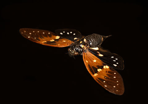 Ambragaeana ambra - diagonal, Heesch, Netherlands Specimen, originally from Thailand.
https://www.jungledragon.com/image/138027/ambragaeana_ambra_-_underside_heesch_netherlands.html
https://www.jungledragon.com/image/138026/ambragaeana_ambra_heesch_netherlands.html
https://www.jungledragon.com/image/138025/ambragaeana_ambra_-_wing_pair_heesch_netherlands.html Ambragaeana ambra,Europe,Heesch,Netherlands,World,the Netherlands