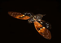 Ambragaeana ambra - diagonal, Heesch, Netherlands Specimen, originally from Thailand.<br />
https://www.jungledragon.com/image/138027/ambragaeana_ambra_-_underside_heesch_netherlands.html<br />
https://www.jungledragon.com/image/138026/ambragaeana_ambra_heesch_netherlands.html<br />
https://www.jungledragon.com/image/138025/ambragaeana_ambra_-_wing_pair_heesch_netherlands.html Ambragaeana ambra,Europe,Heesch,Netherlands,World,the Netherlands