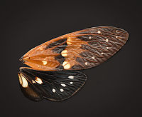 Ambragaeana ambra - wing pair, Heesch, Netherlands Specimen, originally from Thailand.<br />
https://www.jungledragon.com/image/138027/ambragaeana_ambra_-_underside_heesch_netherlands.html<br />
https://www.jungledragon.com/image/138026/ambragaeana_ambra_heesch_netherlands.html<br />
https://www.jungledragon.com/image/138024/ambragaeana_ambra_-_diagonal_heesch_netherlands.html Ambragaeana ambra,Europe,Heesch,Netherlands,World,the Netherlands