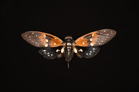 Ambragaeana ambra, Heesch, Netherlands Specimen, originally from Thailand.
https://www.jungledragon.com/image/138027/ambragaeana_ambra_-_underside_heesch_netherlands.html
https://www.jungledragon.com/image/138024/ambragaeana_ambra_-_diagonal_heesch_netherlands.html
https://www.jungledragon.com/image/138025/ambragaeana_ambra_-_wing_pair_heesch_netherlands.html Ambragaeana ambra,Europe,Heesch,Netherlands,World,the Netherlands