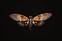 Ambragaeana ambra, Heesch, Netherlands Specimen, originally from Thailand.<br />
https://www.jungledragon.com/image/138027/ambragaeana_ambra_-_underside_heesch_netherlands.html<br />
https://www.jungledragon.com/image/138024/ambragaeana_ambra_-_diagonal_heesch_netherlands.html<br />
https://www.jungledragon.com/image/138025/ambragaeana_ambra_-_wing_pair_heesch_netherlands.html Ambragaeana ambra,Europe,Heesch,Netherlands,World,the Netherlands