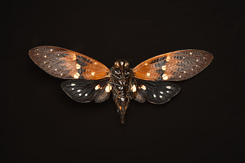 Ambragaeana ambra - underside, Heesch, Netherlands Specimen, originally from Thailand.
https://www.jungledragon.com/image/138026/ambragaeana_ambra_heesch_netherlands.html
https://www.jungledragon.com/image/138024/ambragaeana_ambra_-_diagonal_heesch_netherlands.html
https://www.jungledragon.com/image/138025/ambragaeana_ambra_-_wing_pair_heesch_netherlands.html Ambragaeana ambra,Europe,Heesch,Netherlands,World,the Netherlands