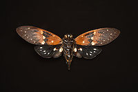 Ambragaeana ambra - underside, Heesch, Netherlands Specimen, originally from Thailand.<br />
https://www.jungledragon.com/image/138026/ambragaeana_ambra_heesch_netherlands.html<br />
https://www.jungledragon.com/image/138024/ambragaeana_ambra_-_diagonal_heesch_netherlands.html<br />
https://www.jungledragon.com/image/138025/ambragaeana_ambra_-_wing_pair_heesch_netherlands.html Ambragaeana ambra,Europe,Heesch,Netherlands,World,the Netherlands