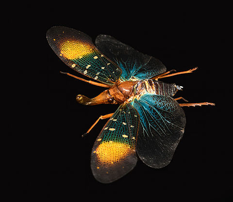 Pyrops Gunjii - side view, Heesch, Netherlands Specimen. Originally from Java.
https://www.jungledragon.com/image/138035/pyrops_gunjii_heesch_netherlands.html Europe,Heesch,Netherlands,Pyrops Gunjii,World,the Netherlands