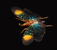 Pyrops Gunjii - side view, Heesch, Netherlands Specimen. Originally from Java.<br />
https://www.jungledragon.com/image/138035/pyrops_gunjii_heesch_netherlands.html Europe,Heesch,Netherlands,Pyrops Gunjii,World,the Netherlands