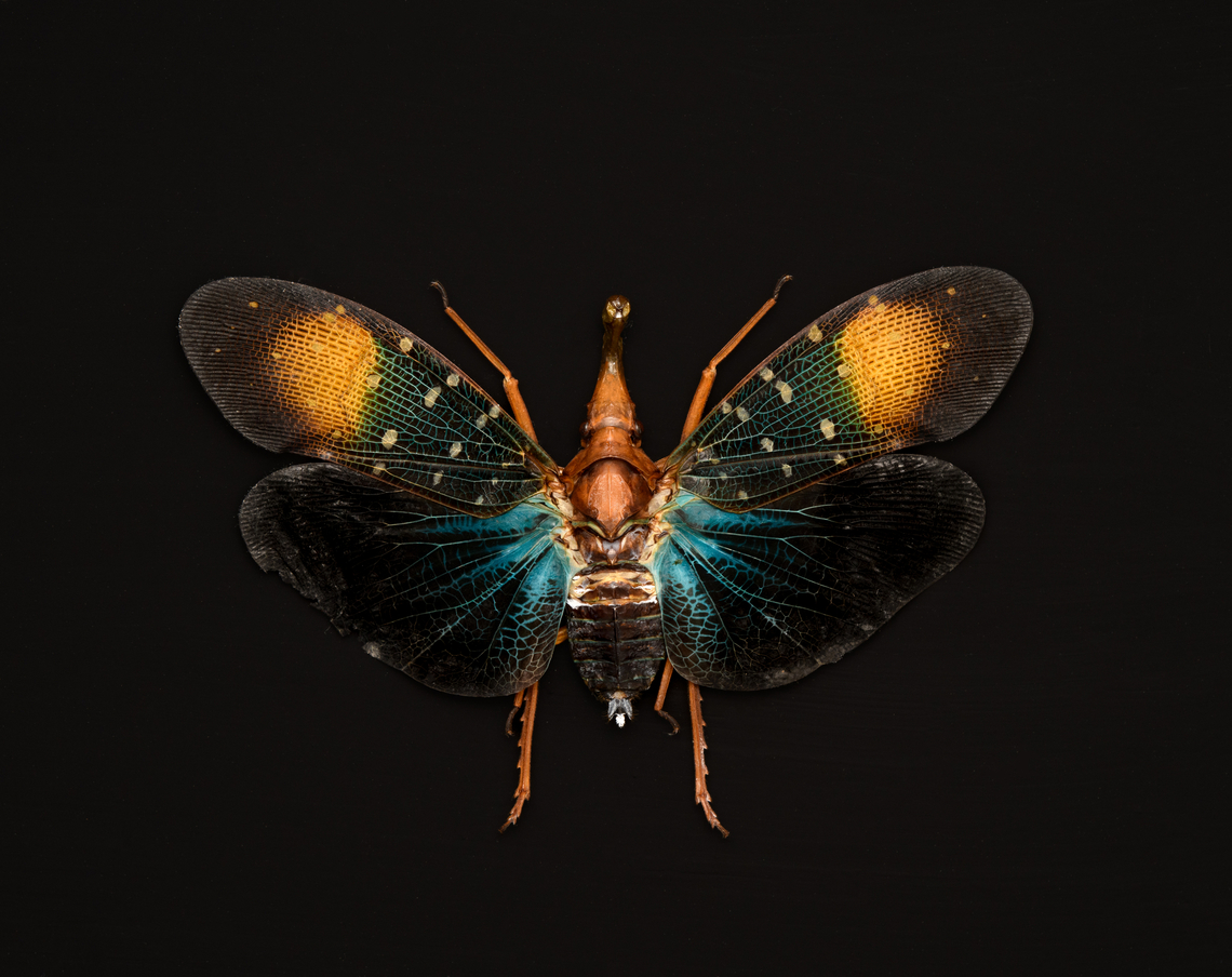 Pyrops Gunjii, Heesch, Netherlands Specimen. Originally from Java.<br />
<figure class="photo"><a href="https://www.jungledragon.com/image/138034/pyrops_gunjii_-_side_view_heesch_netherlands.html" title="Pyrops Gunjii - side view, Heesch, Netherlands"><img src="https://s3.amazonaws.com/media.jungledragon.com/images/2/138034_thumb.jpg?AWSAccessKeyId=05GMT0V3GWVNE7GGM1R2&Expires=1770854410&Signature=phUJ2EbFpmFHEwL6vKY%2BHbwSPvU%3D" width="200" height="174" alt="Pyrops Gunjii - side view, Heesch, Netherlands Specimen. Originally from Java.<br />
https://www.jungledragon.com/image/138035/pyrops_gunjii_heesch_netherlands.html Europe,Heesch,Netherlands,Pyrops Gunjii,World,the Netherlands" /></a></figure> Europe,Heesch,Netherlands,Pyrops Gunjii,World,the Netherlands