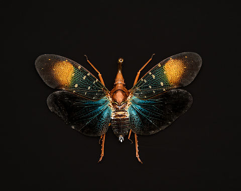 Pyrops Gunjii, Heesch, Netherlands Specimen. Originally from Java.
https://www.jungledragon.com/image/138034/pyrops_gunjii_-_side_view_heesch_netherlands.html Europe,Heesch,Netherlands,Pyrops Gunjii,World,the Netherlands