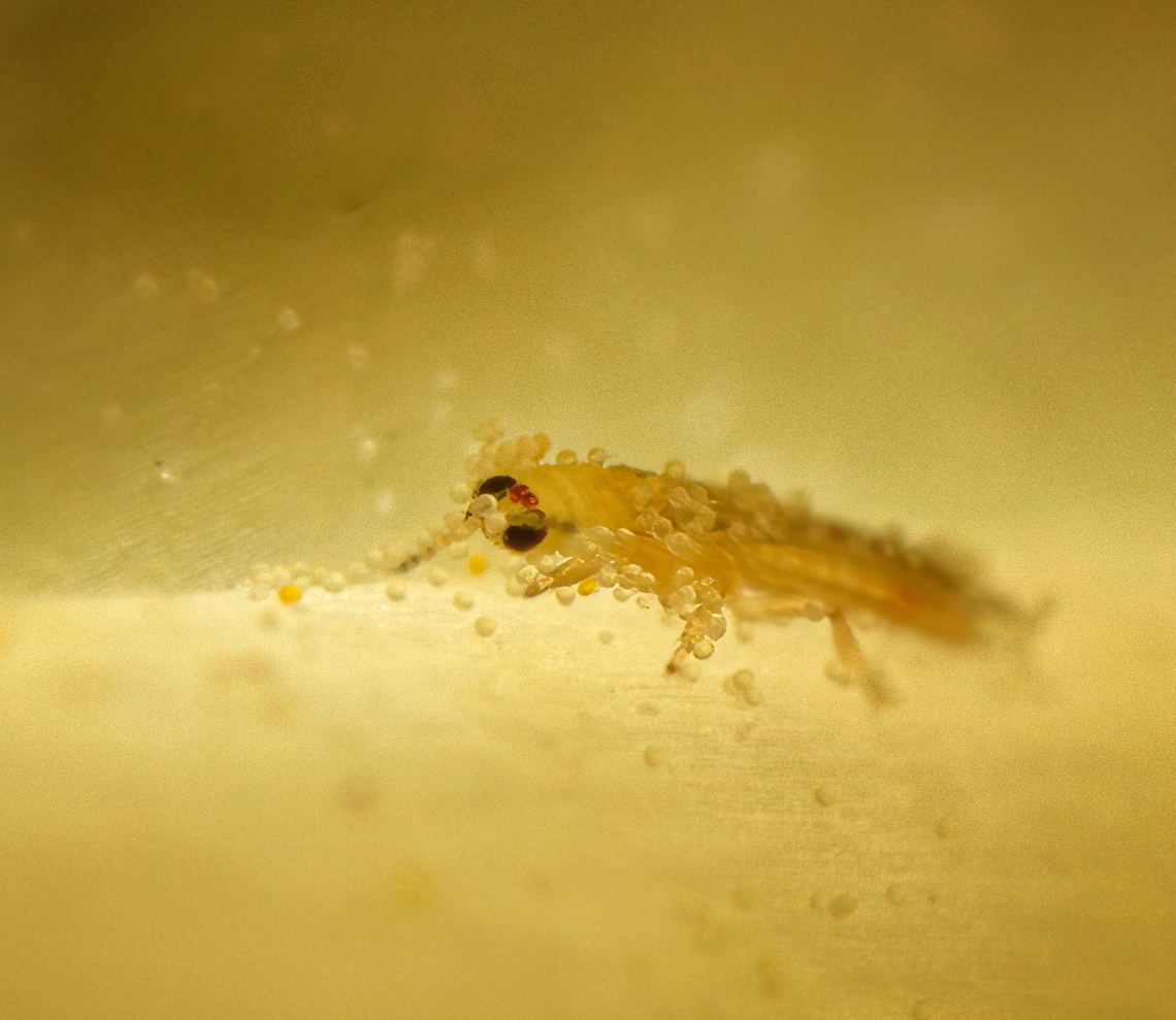 Thrip (Thysanoptera) inside California Poppy Yesterday, Christine pointed out that the tiny creatures barely visible in the core of this flower...<br />
<figure class="photo"><a href="https://www.jungledragon.com/image/137941/california_poppy_-_flower_heesch_netherlands.html" title="California Poppy - flower, Heesch, Netherlands"><img src="https://s3.amazonaws.com/media.jungledragon.com/images/2/137941_thumb.jpg?AWSAccessKeyId=05GMT0V3GWVNE7GGM1R2&Expires=1767225610&Signature=jyyz1%2FQp%2Fl4gJIlOOMZfHFhDwbE%3D" width="200" height="196" alt="California Poppy - flower, Heesch, Netherlands Cultivated.<br />
https://www.jungledragon.com/image/137947/california_poppy_orang_heesch_netherlands.html California Poppy,Eschscholzia californica,Europe,Heesch,Netherlands,World,the Netherlands" /></a></figure><br />
...are thrips. An insect order (Thysanoptera) I had not even heard of and easy to miss at 1mm or smaller. Today I took the 2X and 5X macro gear to try and capture them. <br />
<br />
A challenge to say the least. I had to get the lens inside the flower. Then added a ring focus light because I couldn&#039;t see anything at all. Followed by handheld focusing at 5x macro on erratic subjects, which very much is spray and pray. Not 100% happy with the result but still happy to have captured my first thrips, with major credit to Christine for the idea!<br />
<br />
<figure class="photo"><a href="https://www.jungledragon.com/image/138043/thrips_thysanoptera_inside_california_poppy.html" title="Thrips (Thysanoptera) inside California Poppy"><img src="https://s3.amazonaws.com/media.jungledragon.com/images/2/138043_thumb.jpg?AWSAccessKeyId=05GMT0V3GWVNE7GGM1R2&Expires=1767225610&Signature=HDxyOyeyOXDjA84H7UTwaqBWNUU%3D" width="200" height="134" alt="Thrips (Thysanoptera) inside California Poppy Yesterday, Christine pointed out that the tiny creatures barely visible in the core of this flower...<br />
https://www.jungledragon.com/image/137941/california_poppy_-_flower_heesch_netherlands.html<br />
...are thrips. An insect order (Thysanoptera) I had not even heard of and easy to miss at 1mm or smaller. Today I took the 2X and 5X macro gear to try and capture them. <br />
<br />
A challenge to say the least. I had to get the lens inside the flower. Then added a ring focus light because I couldn&#039;t see anything at all. Followed by handheld focusing at 5x macro on erratic subjects, which very much is spray and pray. Not 100% happy with the result but still happy to have captured my first thrips, with major credit to Christine for the idea!<br />
<br />
https://www.jungledragon.com/image/138042/thrip_thysanoptera_inside_california_poppy.html Europe,Heesch,Netherlands,World,the Netherlands" /></a></figure> Europe,Heesch,Netherlands,World,the Netherlands