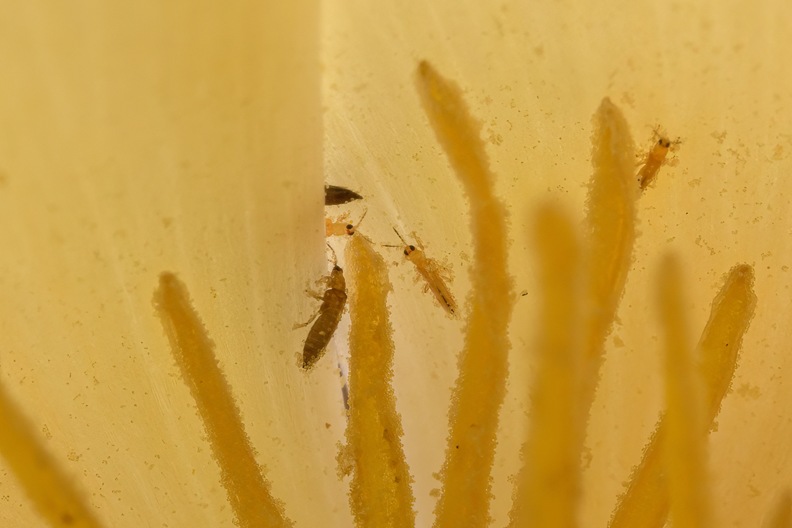 Thrips (Thysanoptera) inside California Poppy Yesterday, Christine pointed out that the tiny creatures barely visible in the core of this flower...<br />
<figure class="photo"><a href="https://www.jungledragon.com/image/137941/california_poppy_-_flower_heesch_netherlands.html" title="California Poppy - flower, Heesch, Netherlands"><img src="https://s3.amazonaws.com/media.jungledragon.com/images/2/137941_thumb.jpg?AWSAccessKeyId=05GMT0V3GWVNE7GGM1R2&Expires=1759968010&Signature=xtyMRkxtZSkrX5%2FbbA5QjOh3EqI%3D" width="200" height="196" alt="California Poppy - flower, Heesch, Netherlands Cultivated.<br />
https://www.jungledragon.com/image/137947/california_poppy_orang_heesch_netherlands.html California Poppy,Eschscholzia californica,Europe,Heesch,Netherlands,World,the Netherlands" /></a></figure><br />
...are thrips. An insect order (Thysanoptera) I had not even heard of and easy to miss at 1mm or smaller. Today I took the 2X and 5X macro gear to try and capture them. <br />
<br />
A challenge to say the least. I had to get the lens inside the flower. Then added a ring focus light because I couldn't see anything at all. Followed by handheld focusing at 5x macro on erratic subjects, which very much is spray and pray. Not 100% happy with the result but still happy to have captured my first thrips, with major credit to Christine for the idea!<br />
<br />
<figure class="photo"><a href="https://www.jungledragon.com/image/138042/thrip_thysanoptera_inside_california_poppy.html" title="Thrip (Thysanoptera) inside California Poppy"><img src="https://s3.amazonaws.com/media.jungledragon.com/images/2/138042_thumb.jpg?AWSAccessKeyId=05GMT0V3GWVNE7GGM1R2&Expires=1759968010&Signature=SHV47gBMCwya7fMOd2AAoumPPWo%3D" width="200" height="174" alt="Thrip (Thysanoptera) inside California Poppy Yesterday, Christine pointed out that the tiny creatures barely visible in the core of this flower...<br />
https://www.jungledragon.com/image/137941/california_poppy_-_flower_heesch_netherlands.html<br />
...are thrips. An insect order (Thysanoptera) I had not even heard of and easy to miss at 1mm or smaller. Today I took the 2X and 5X macro gear to try and capture them. <br />
<br />
A challenge to say the least. I had to get the lens inside the flower. Then added a ring focus light because I couldn't see anything at all. Followed by handheld focusing at 5x macro on erratic subjects, which very much is spray and pray. Not 100% happy with the result but still happy to have captured my first thrips, with major credit to Christine for the idea!<br />
<br />
https://www.jungledragon.com/image/138043/thrips_thysanoptera_inside_california_poppy.html Europe,Heesch,Netherlands,World,the Netherlands" /></a></figure> Europe,Heesch,Netherlands,World,the Netherlands
