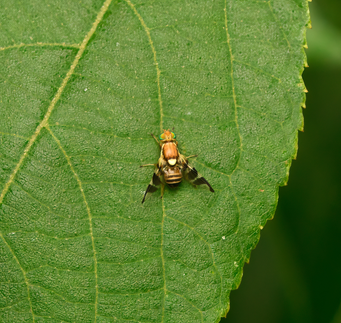 Walnut Husk Fly, Heesch, Netherlands Happy to capture the species but disappointed with the experience. This is my "distance shot" which I always take before getting closer. With the 2:1 macro on, I was planning to capture the extraordinary details and colors of this fly but I spooked it and that was the end of it.<br />
<br />
This species is originally from North America, now invasive in Europe. It was first spotted in the Netherlands in 2015. Europe,Heesch,Netherlands,Rhagoletis completa,World,the Netherlands